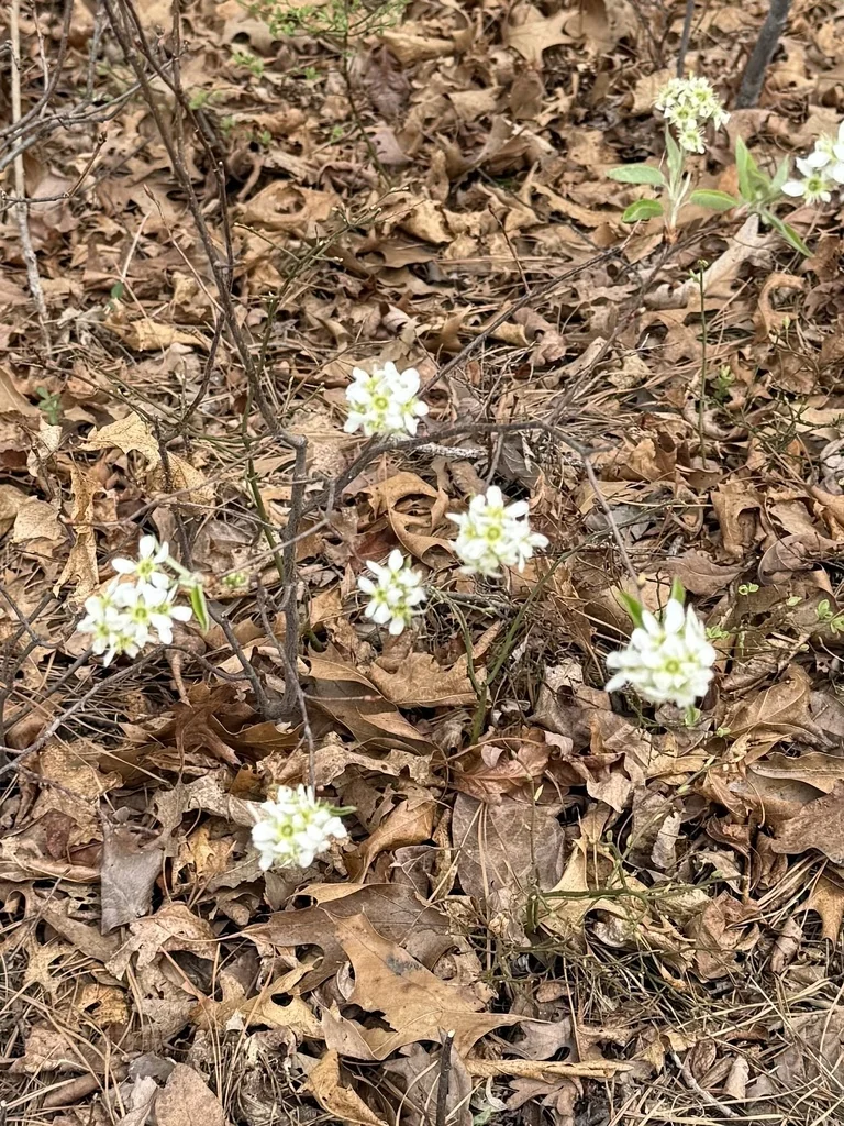 Amelanchier Canadensis