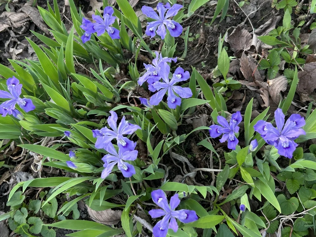 Iris Cristata