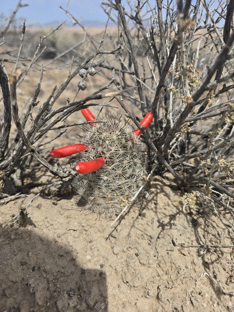 Mammillaria Tetrancistra