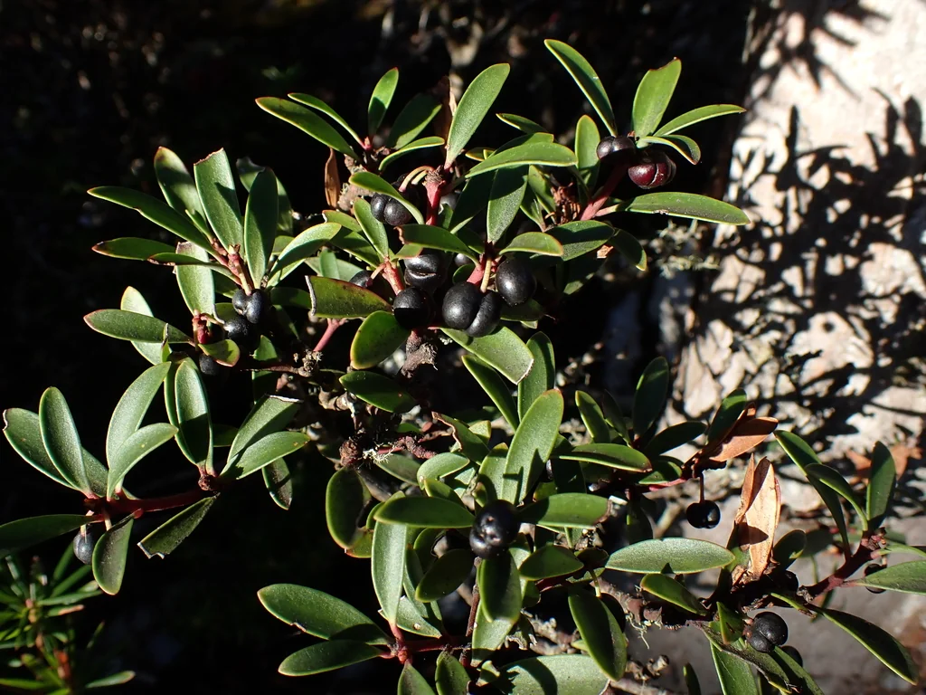 Drimys Lanceolata