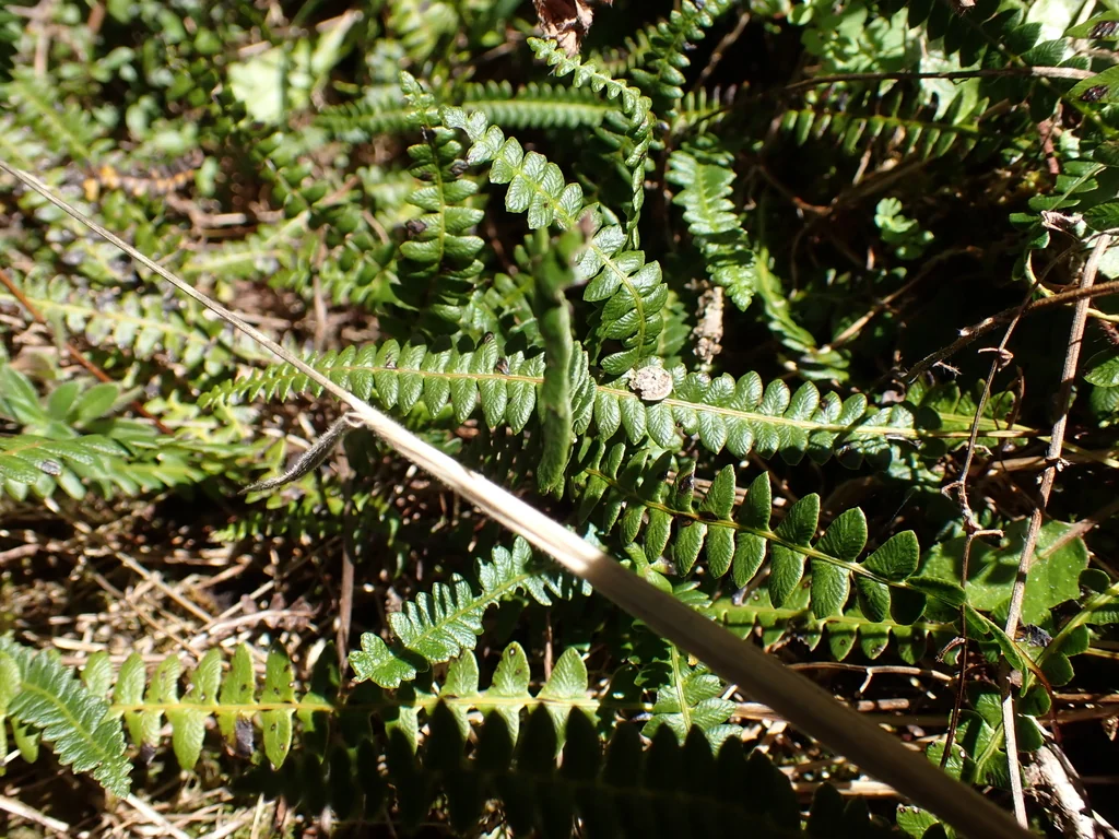 Blechnum Penna-Marina