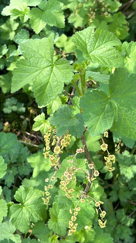 Ribes Rubrum