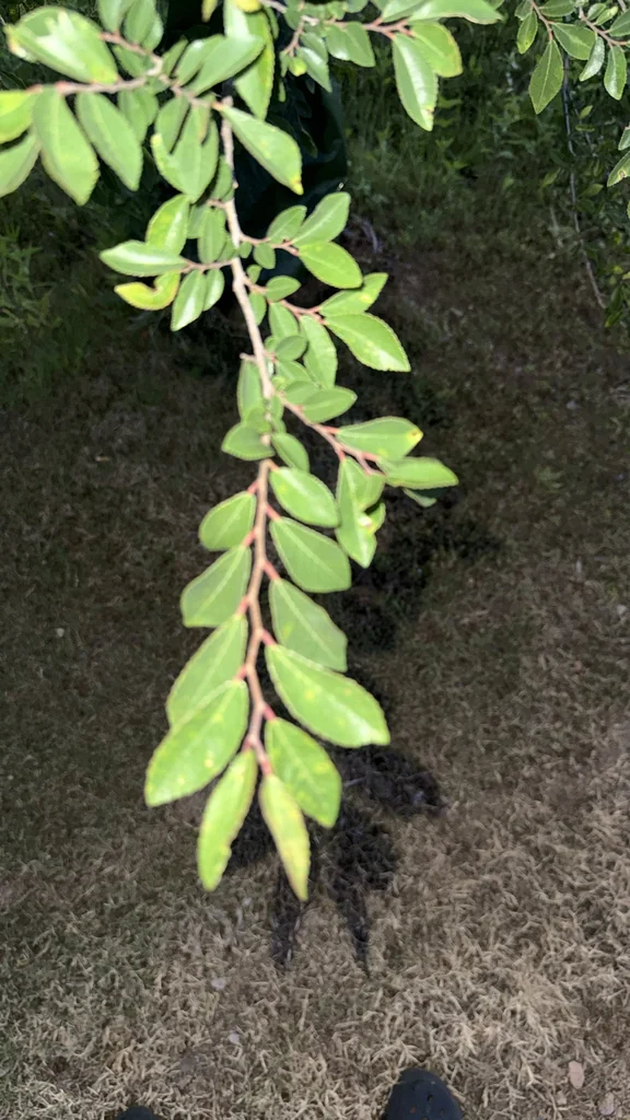 Ulmus Parvifolia