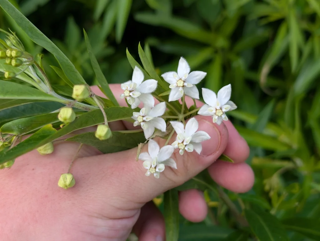 Gomphocarpus Physocarpus