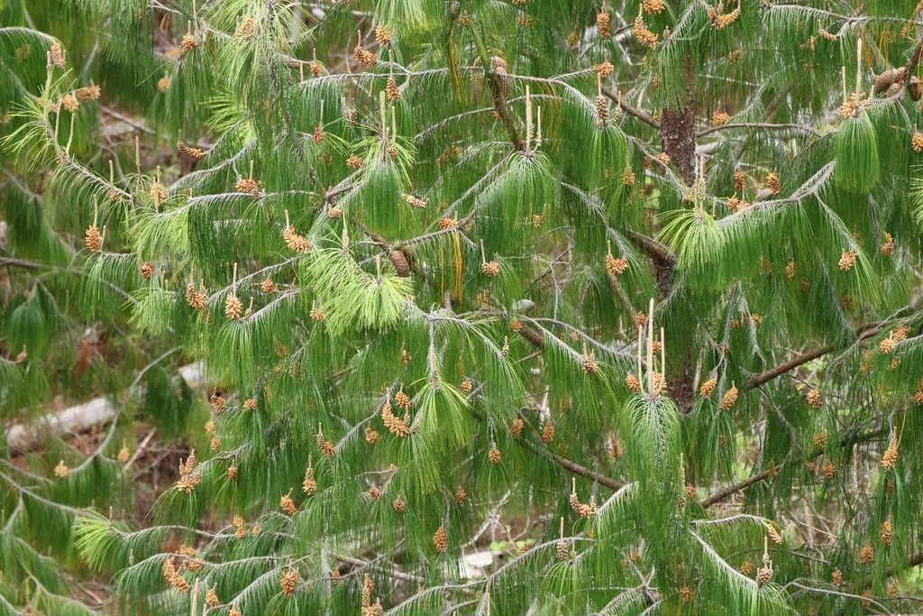 Pinus Patula