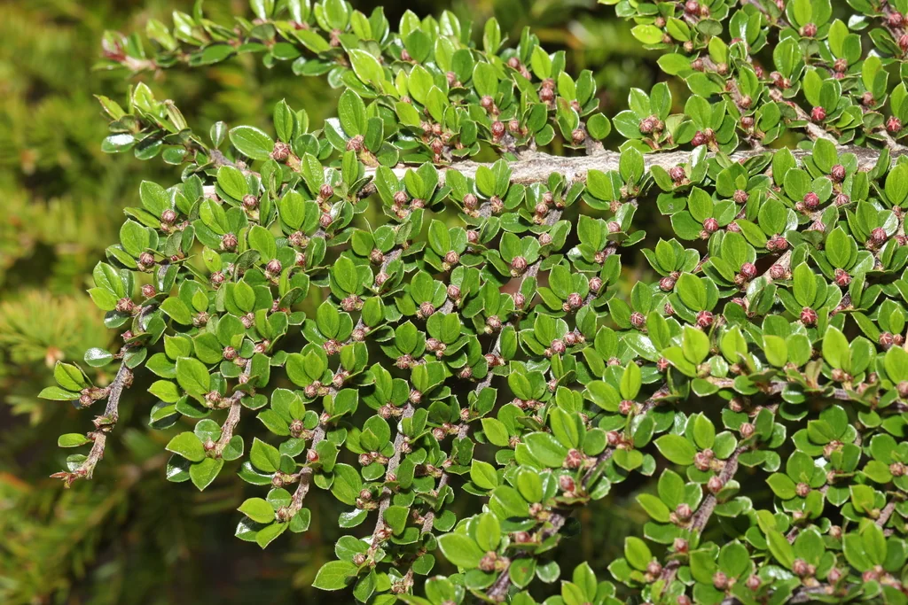 Cotoneaster Horizontalis