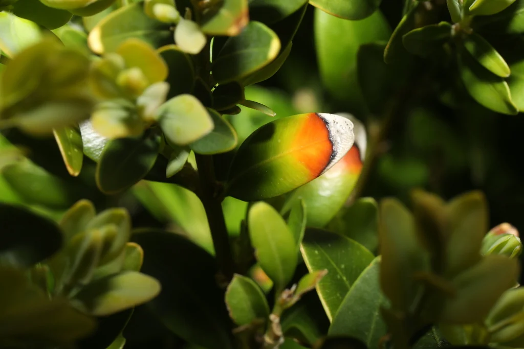 Buxus sempervirens