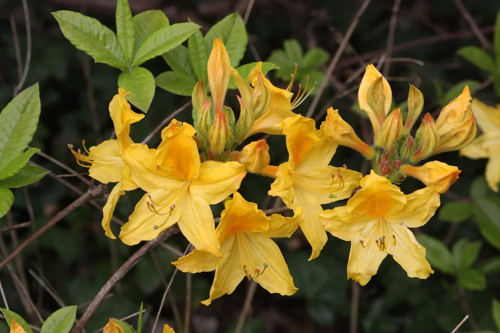 Rhododendron Luteum