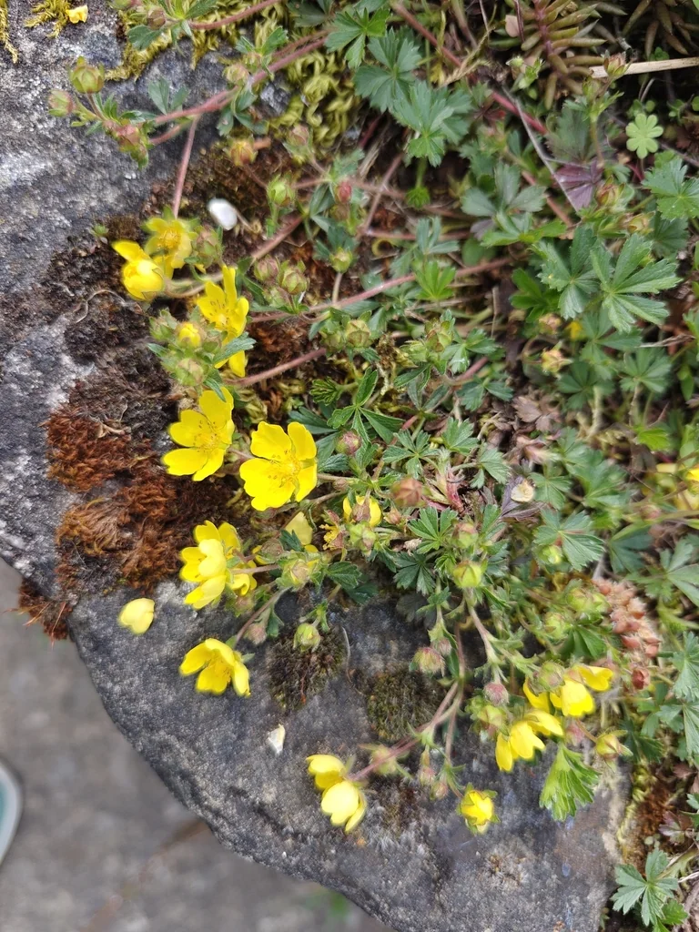 Potentilla Neumanniana