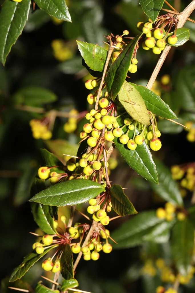 Berberis Julianae