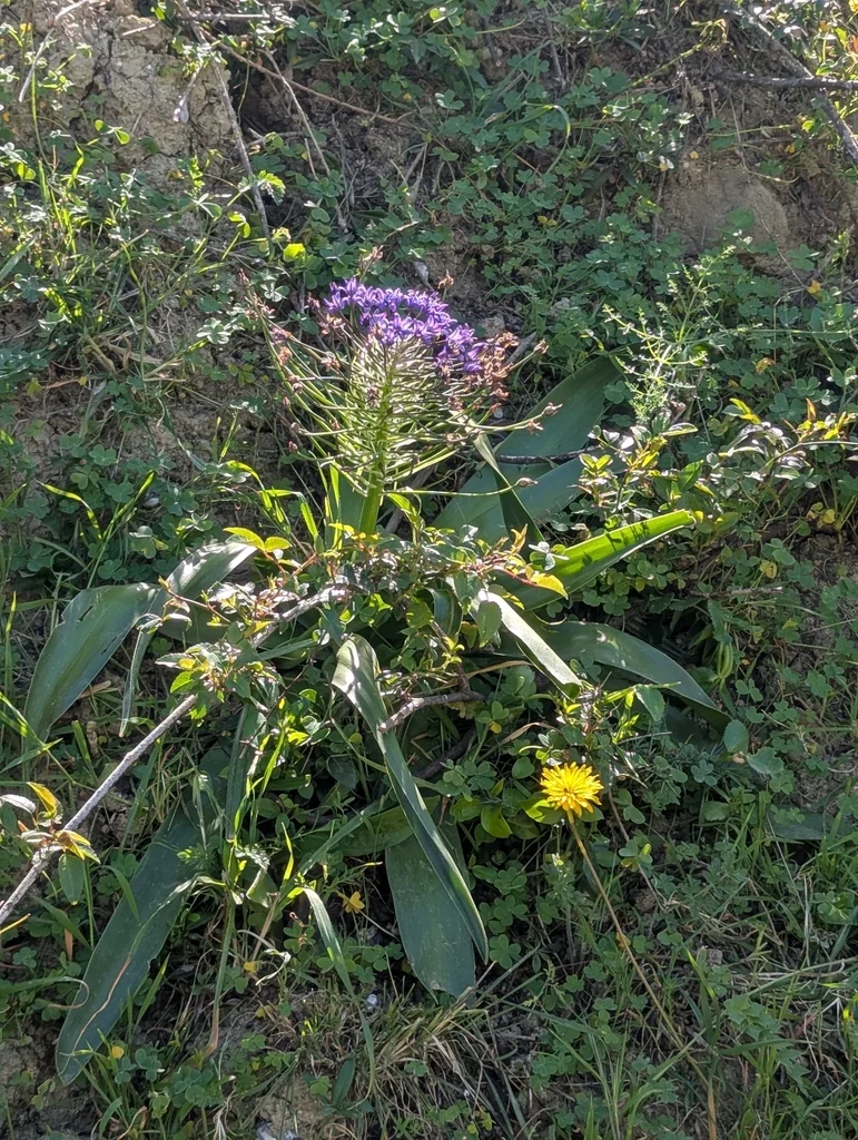 Scilla Peruviana