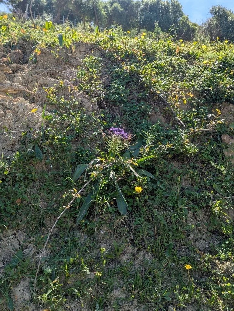 Scilla Peruviana