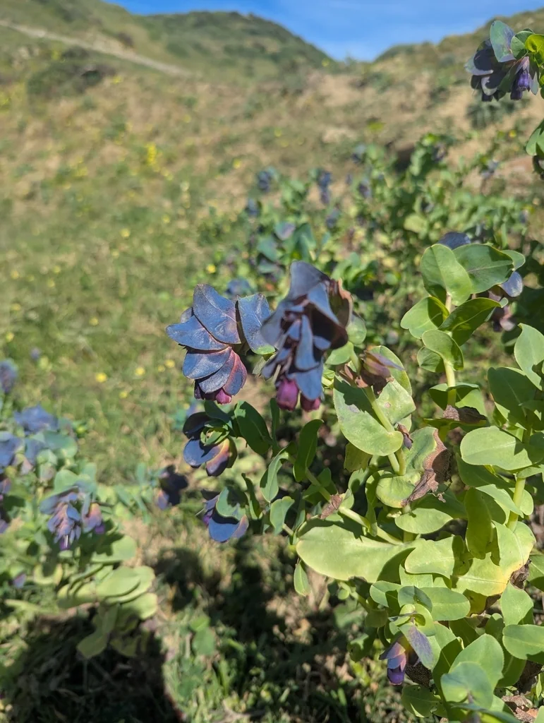 Cerinthe Major