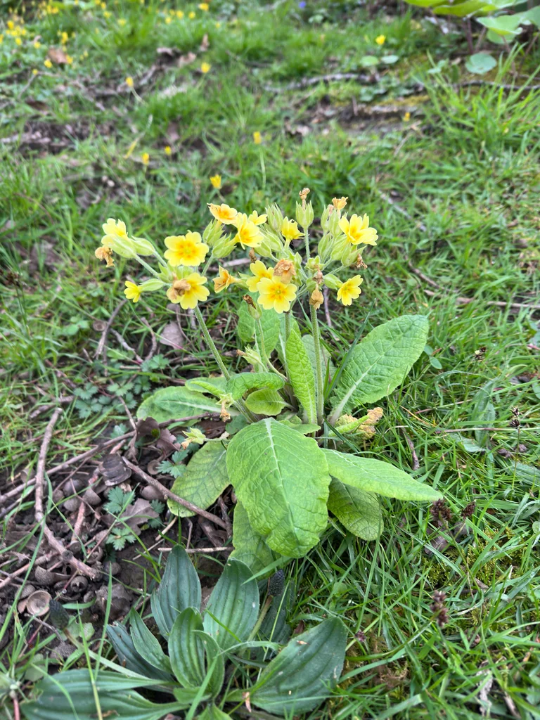 Primula X Polyantha