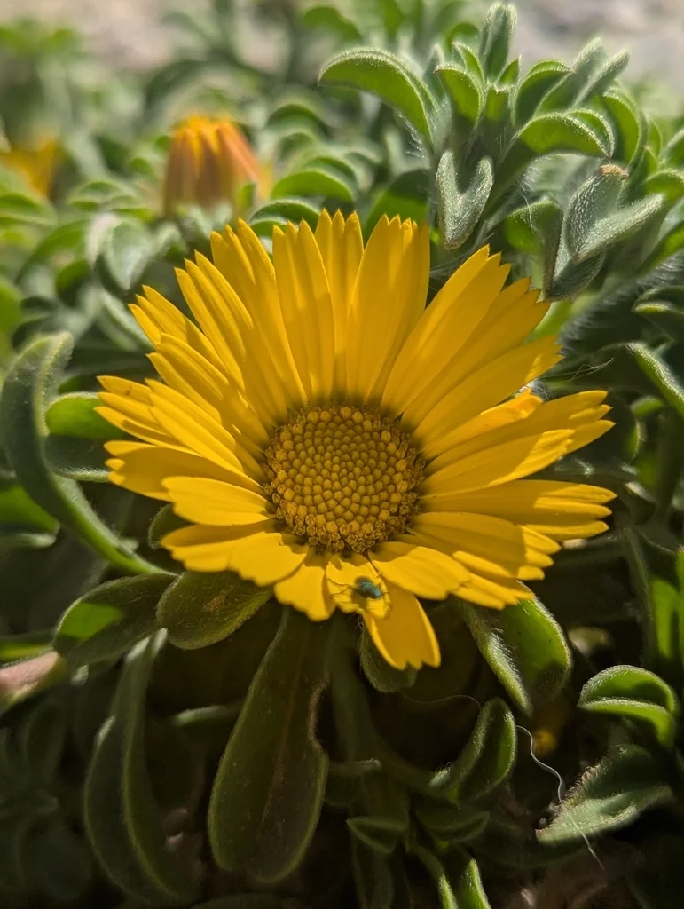 Asteriscus Maritimus