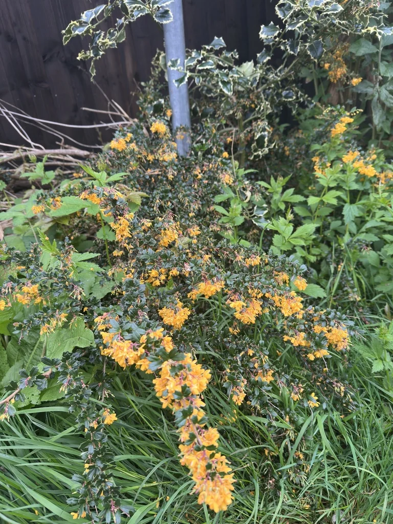 Berberis Darwinii