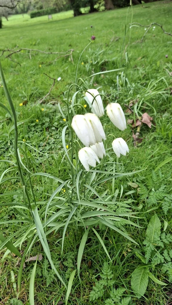 Fritillaria Meleagris