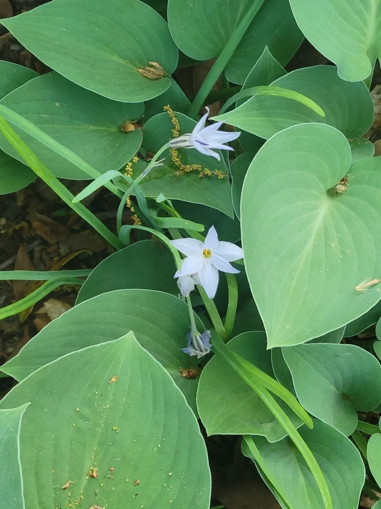 Ipheion Uniflorum