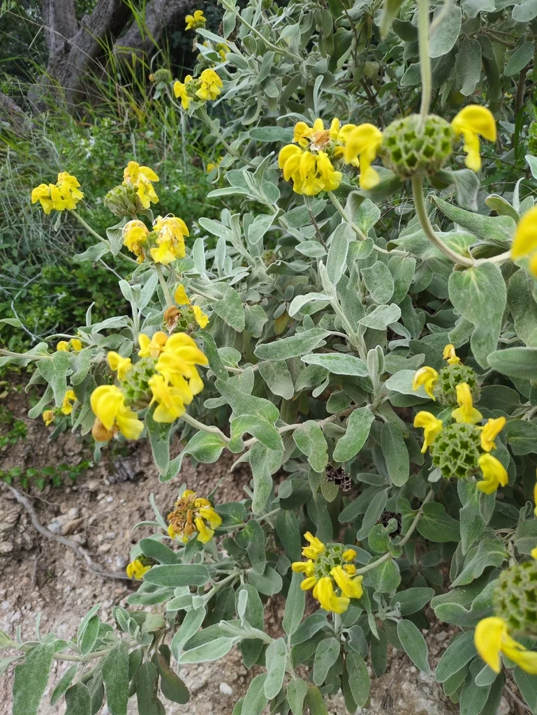 Phlomis Fruticosa