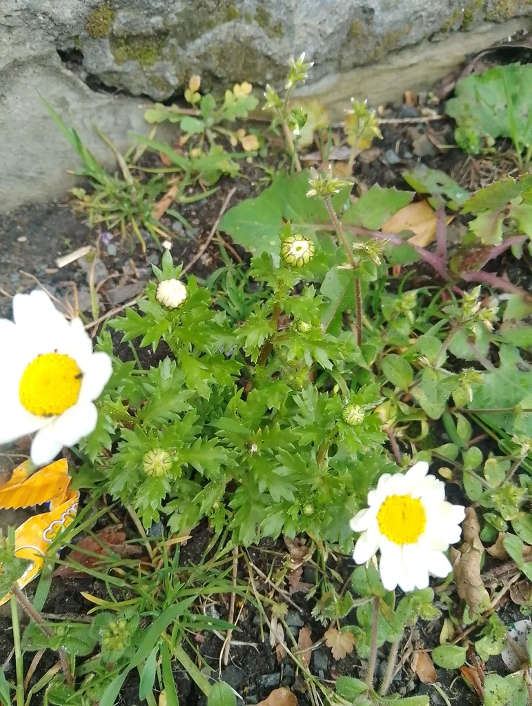 Chrysanthemum Paludosum