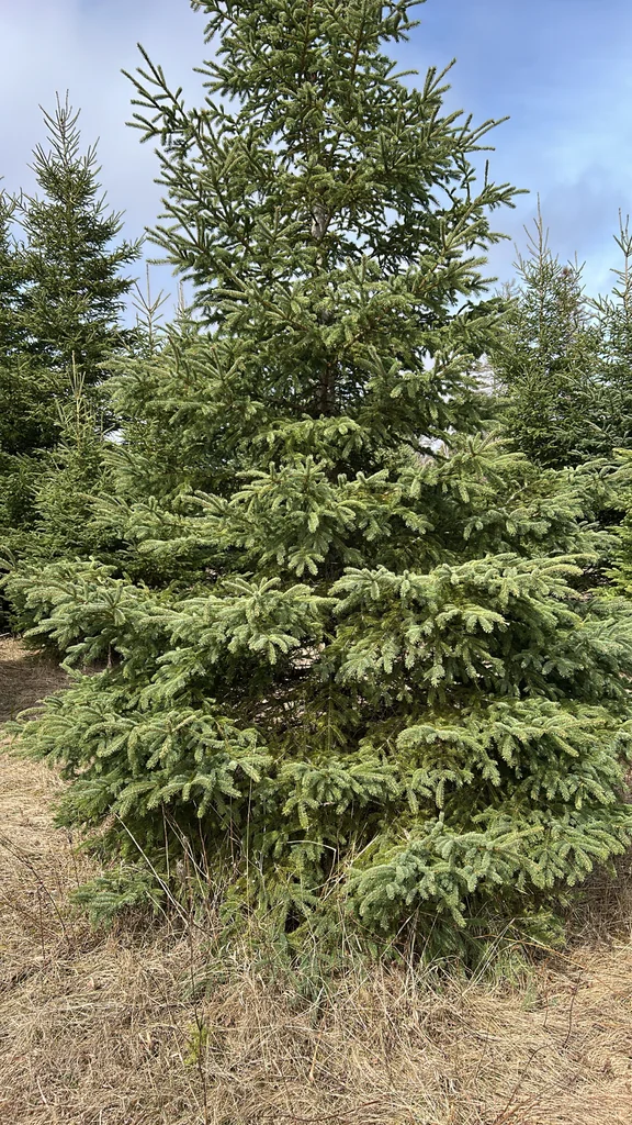 Picea Glauca