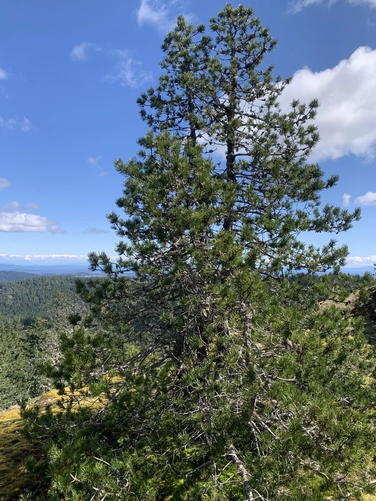 Pinus Contorta Var. Contorta