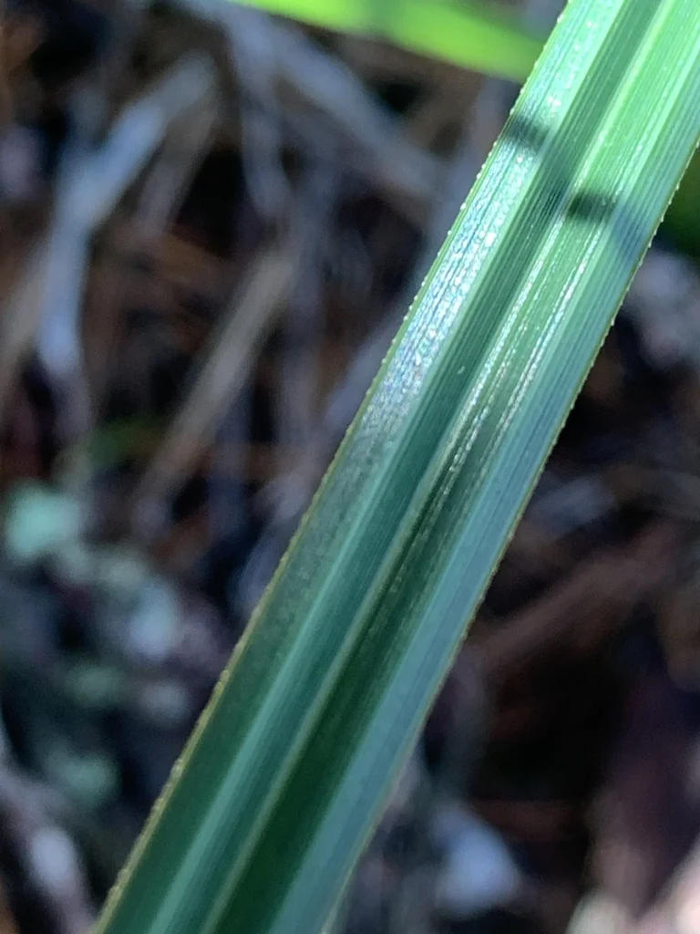 Carex Obnupta