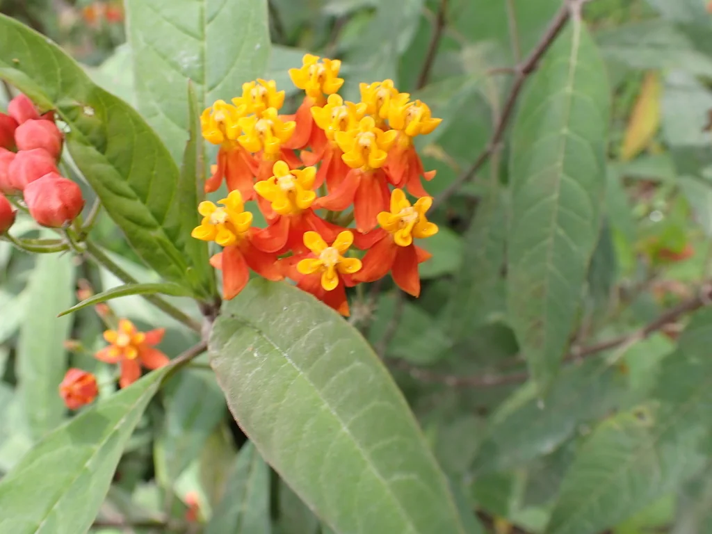 Asclepias Curassavica