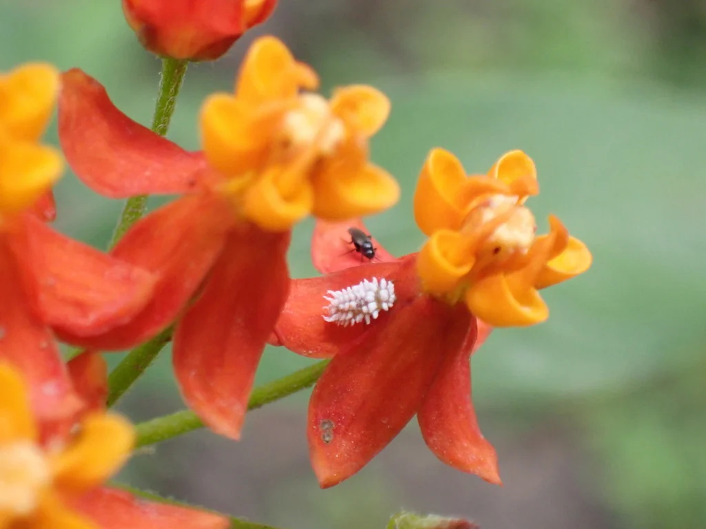 Asclepias Curassavica