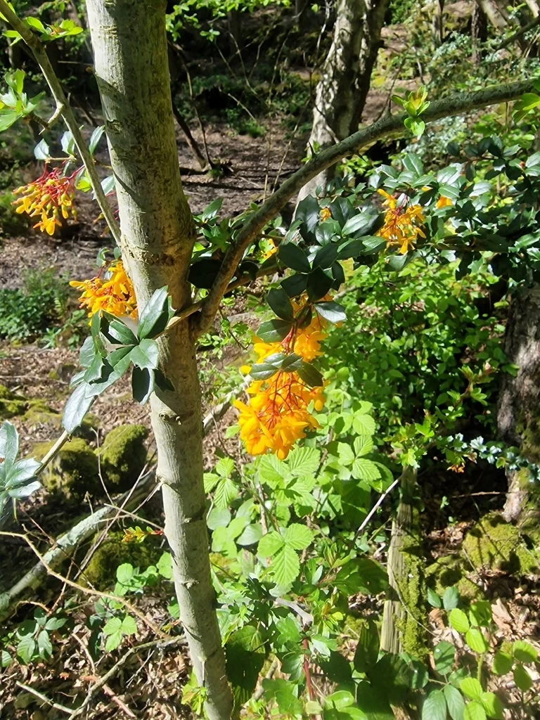 Berberis Darwinii