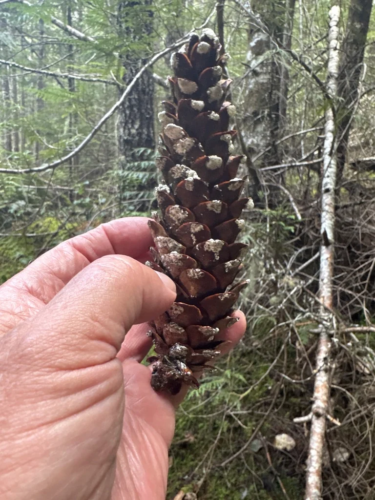 Pinus Monticola