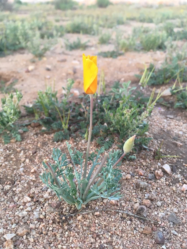 Eschscholzia Mexicana