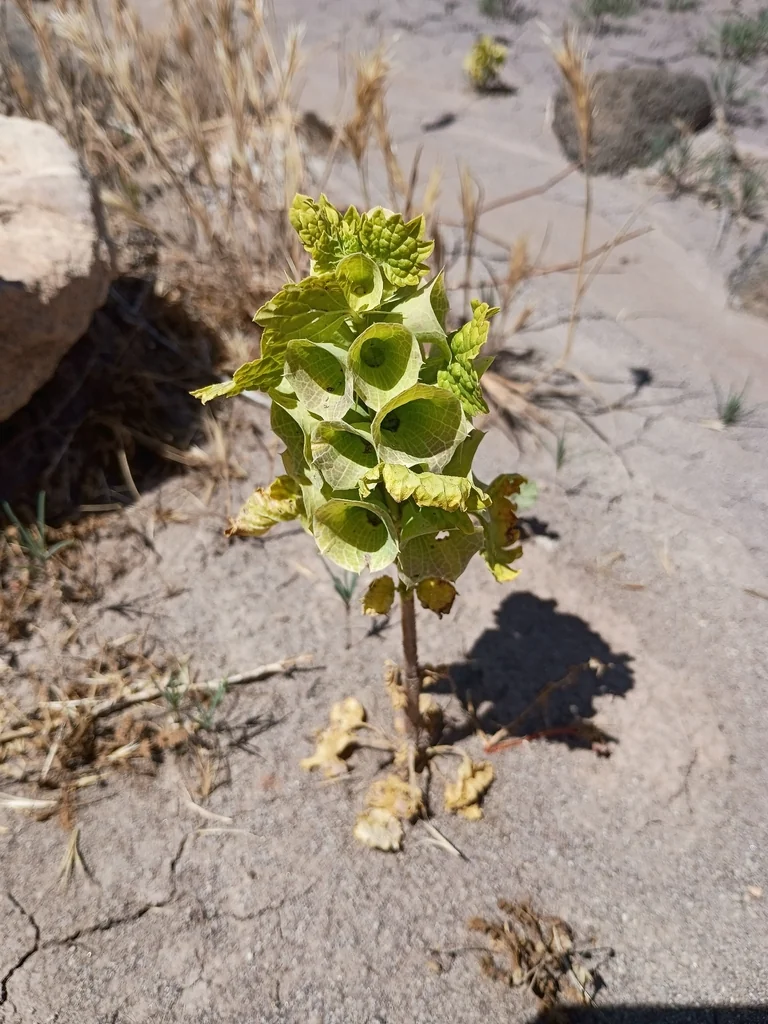 Moluccella Laevis