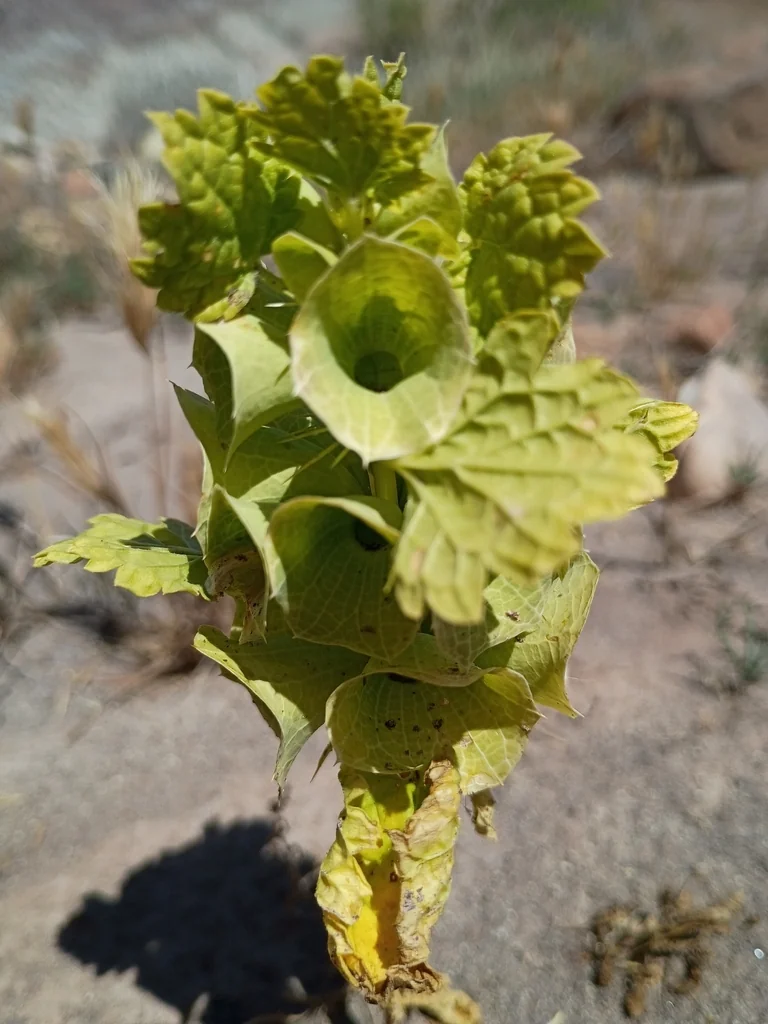 Moluccella Laevis