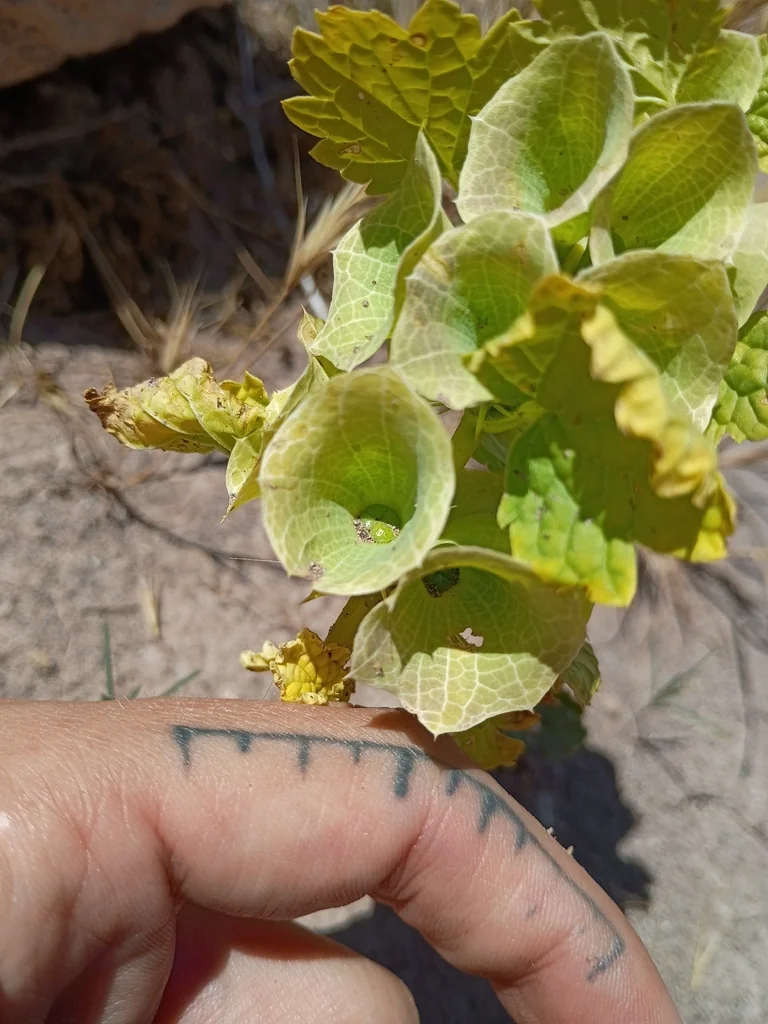 Moluccella Laevis
