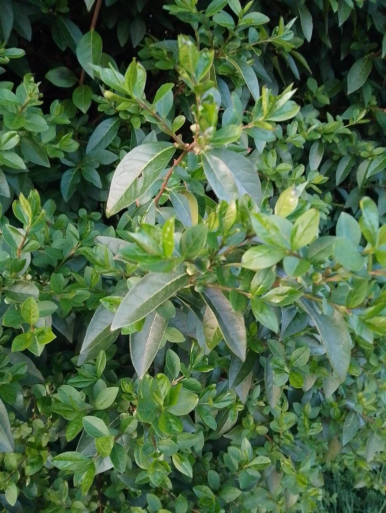 Ligustrum Ovalifolium