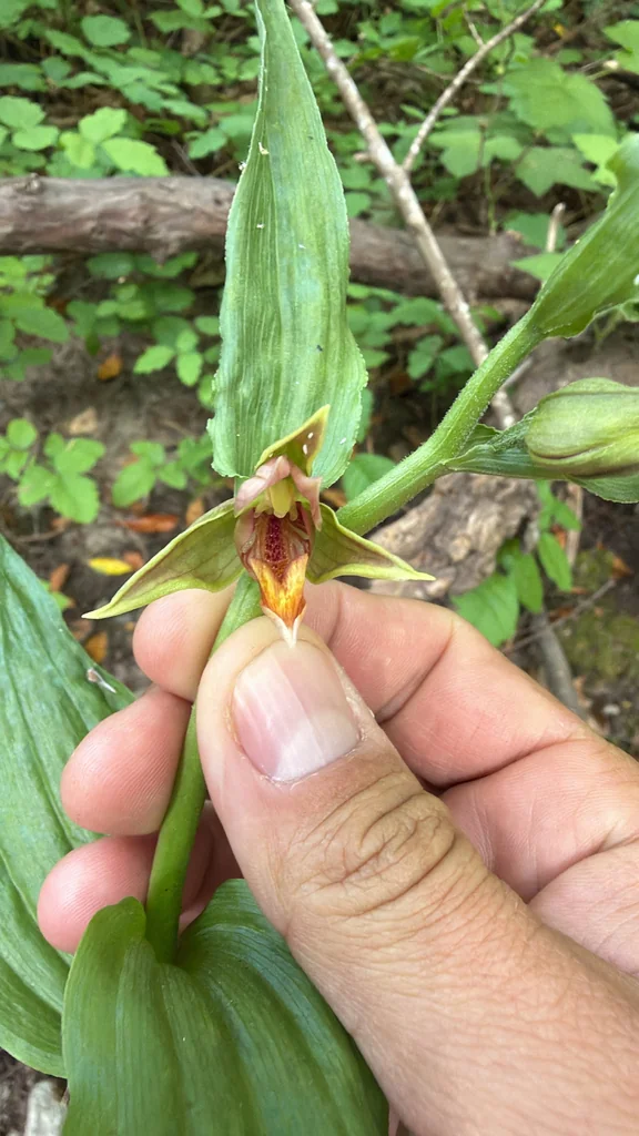 Epipactis Gigantea