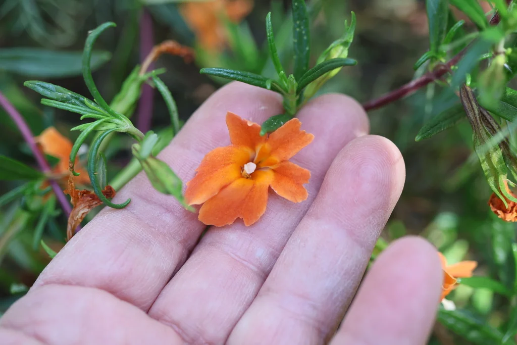 Mimulus Puniceus