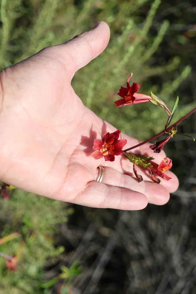 Mimulus Puniceus
