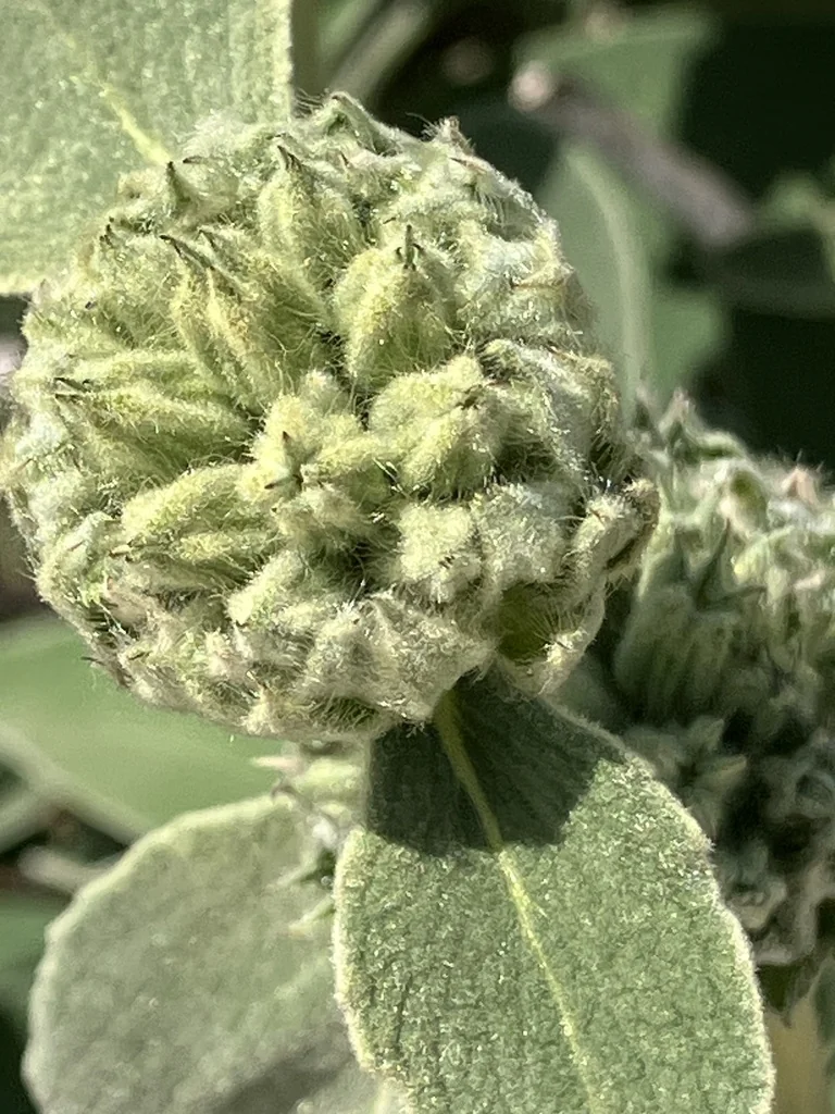 Phlomis Fruticosa
