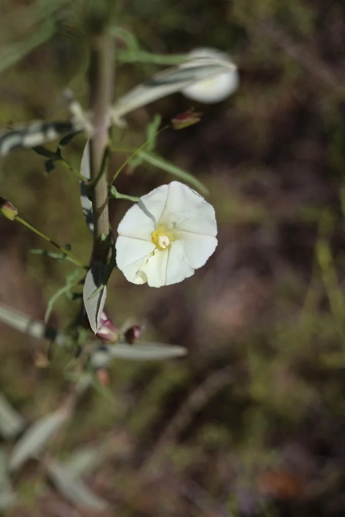 Calystegia Macrostegia