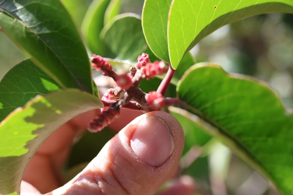 Rhus Ovata