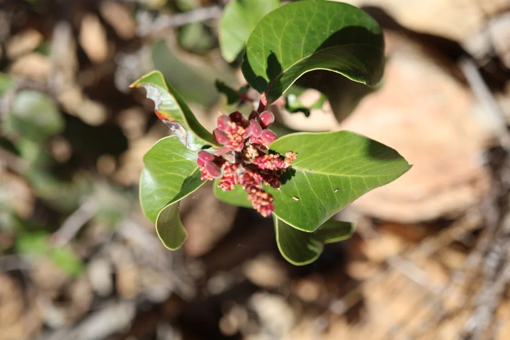 Rhus Ovata