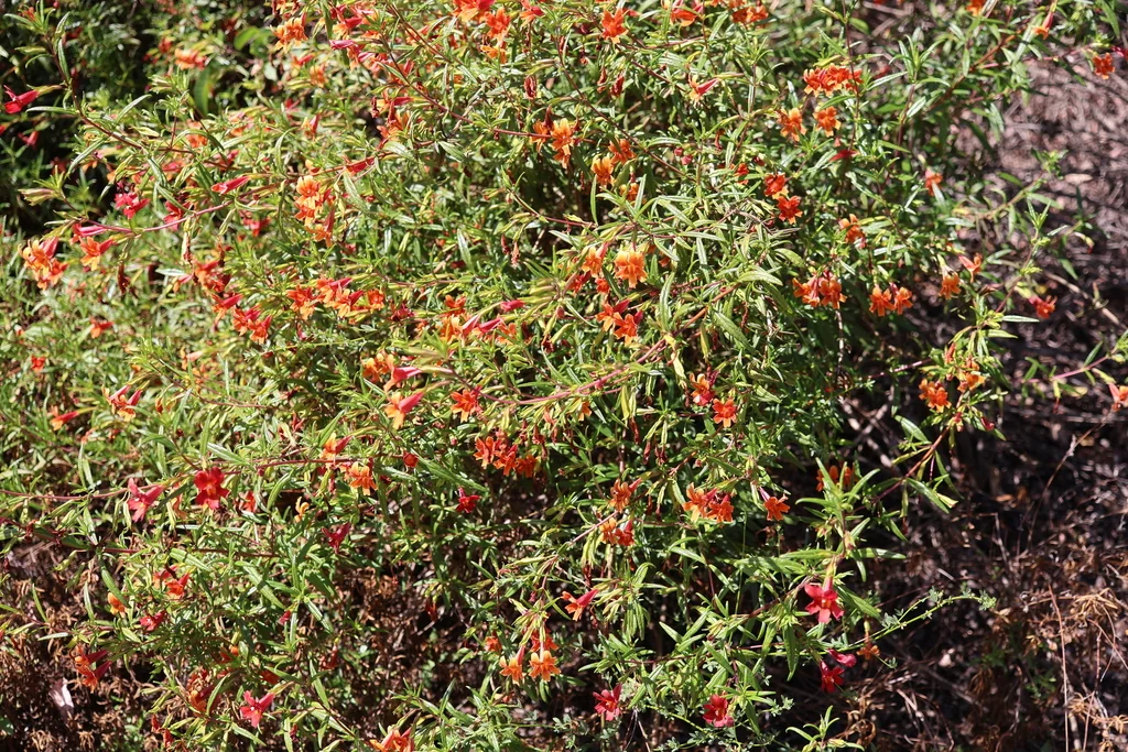 Mimulus Puniceus