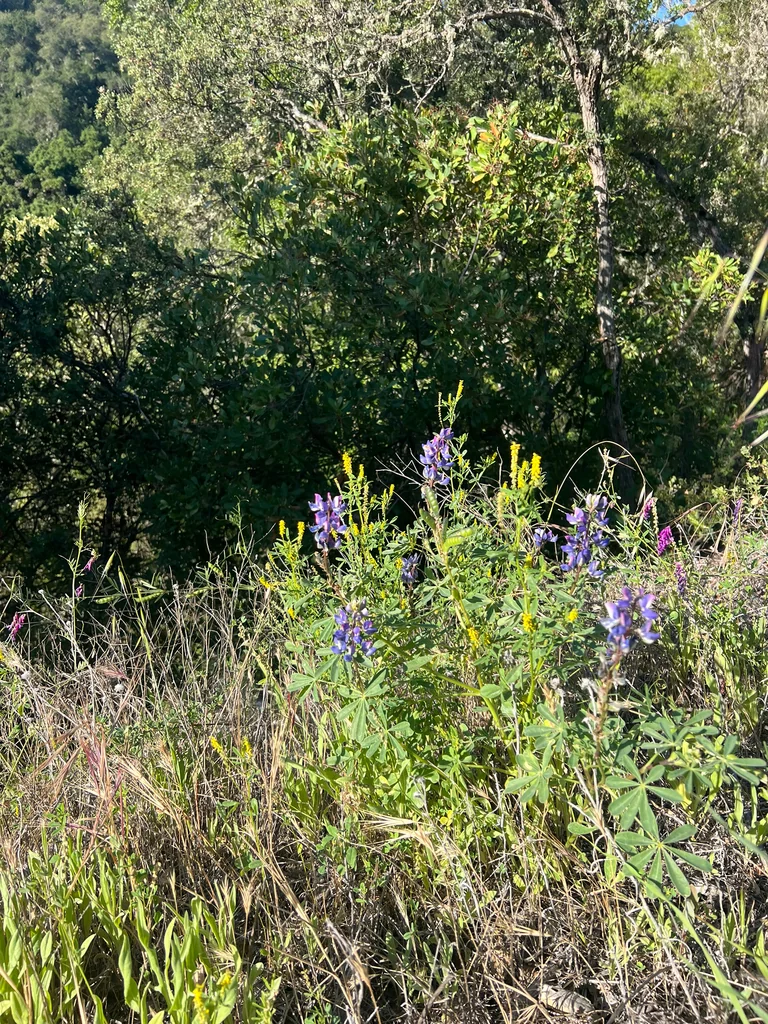 Lupinus Succulentus