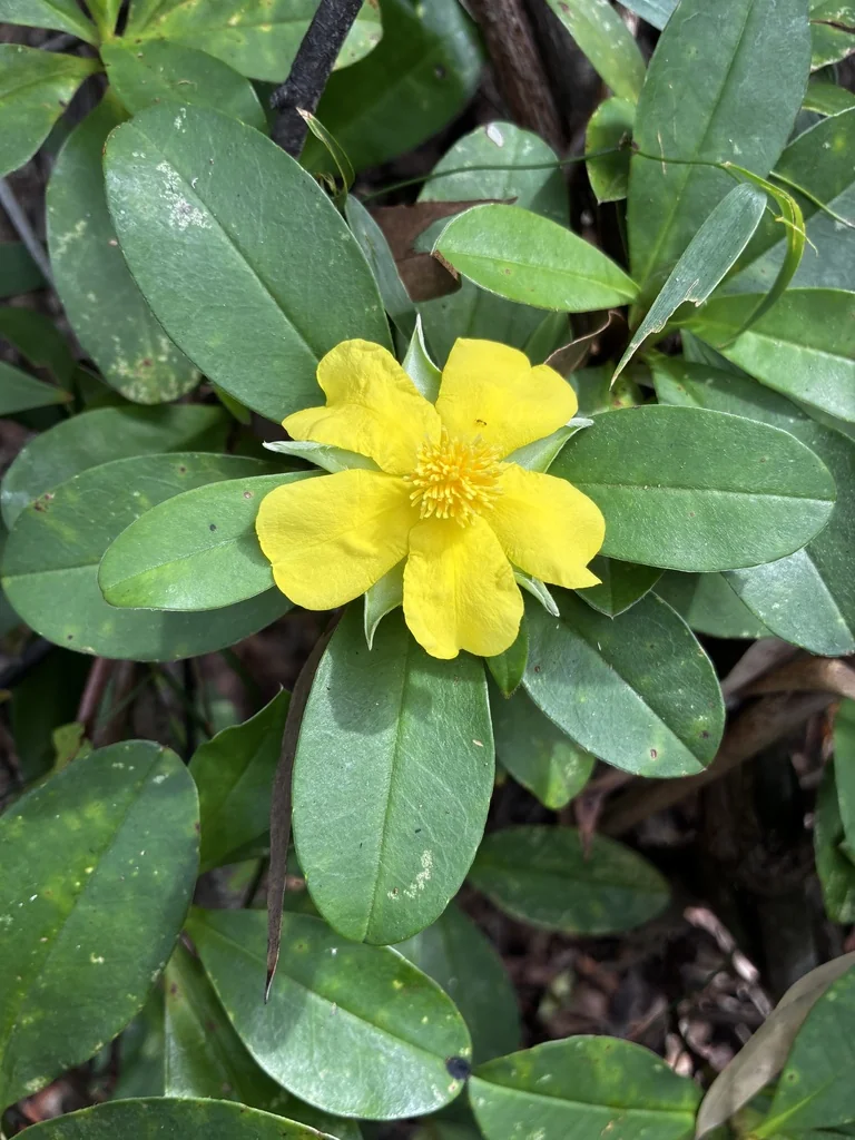 Hibbertia Scandens