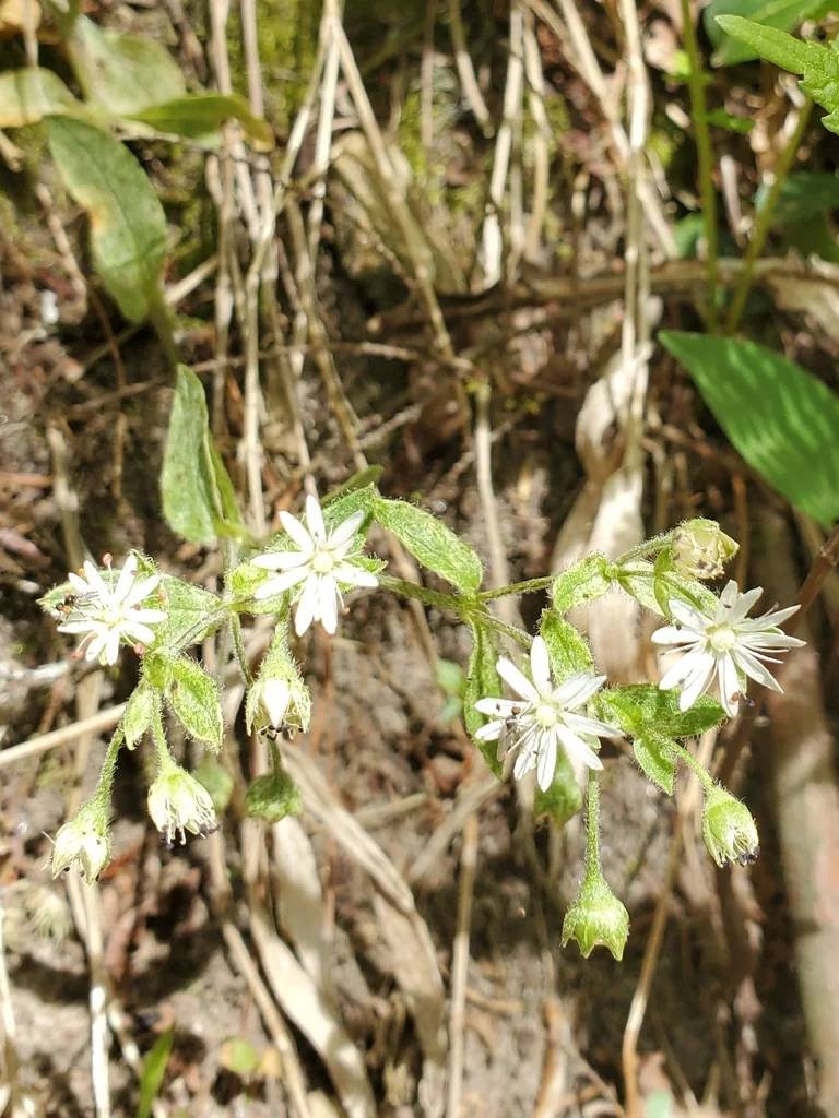 Stellaria Pubera