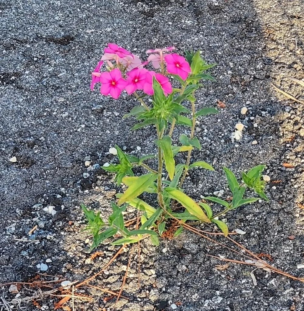 Phlox drummondii