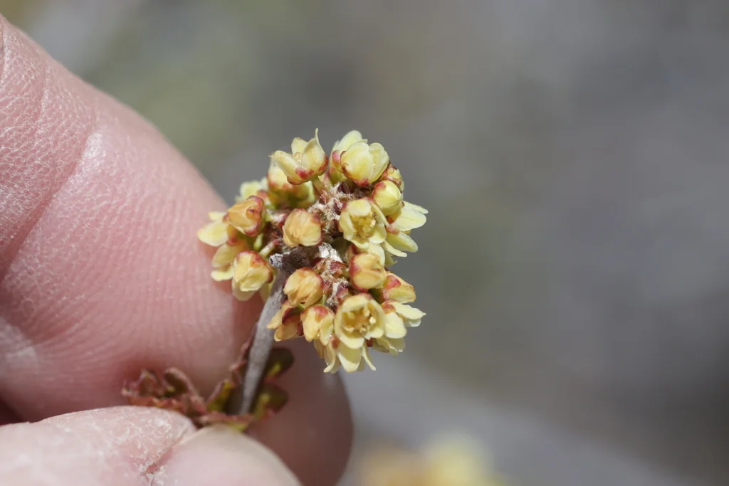 Rhus trilobata