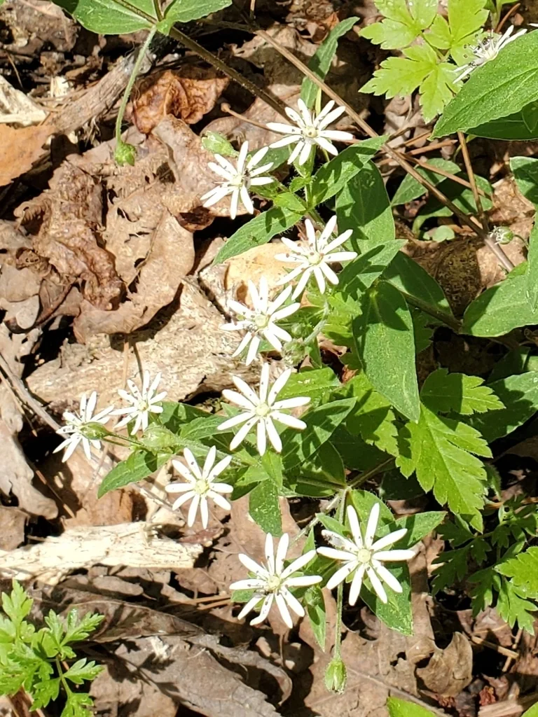 Stellaria Pubera